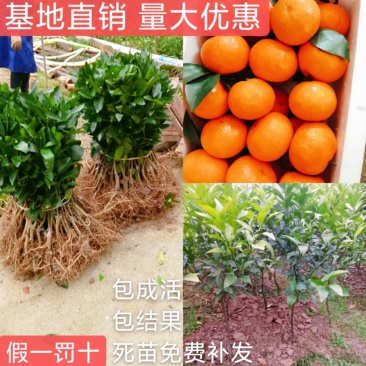 091无核沃柑苗（新品种）假一罚十提供种植技术