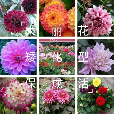 精品大丽花种球，大花型，矮化型，几十个品种，保成活