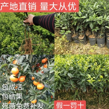 金葵早熟砂糖橘苗（杯苗）假一罚十提供技术