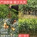金葵早熟砂糖橘苗（杯苗）假一罚十提供技术