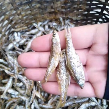 油炸不开肚白肖鱼油炸小白肖