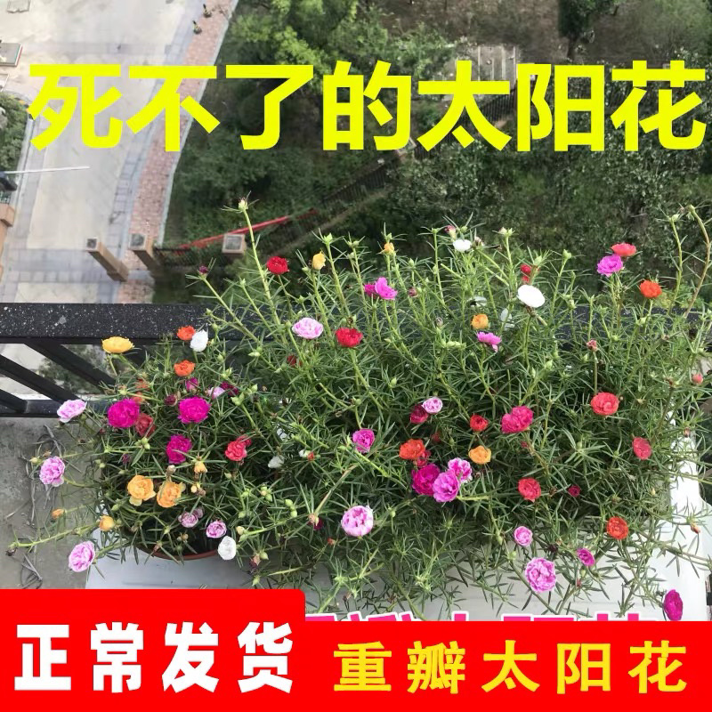 太阳花种子室内外花卉盆栽植物四季开花不断