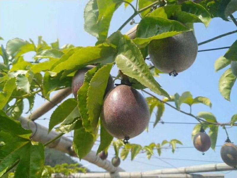 江西紫香百香果皱皮果奶茶店专用产地果园一手货源供应