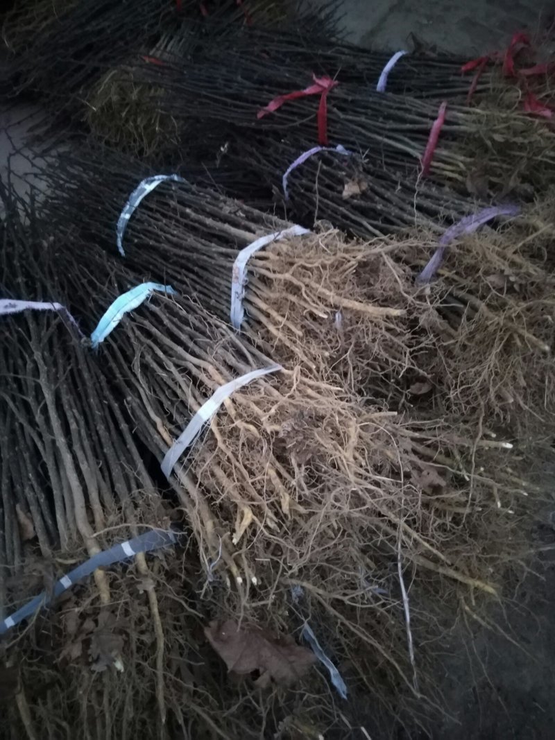 大量现货供应优质正宗大红袍花椒苗，根茎粗根系旺盛成活率高