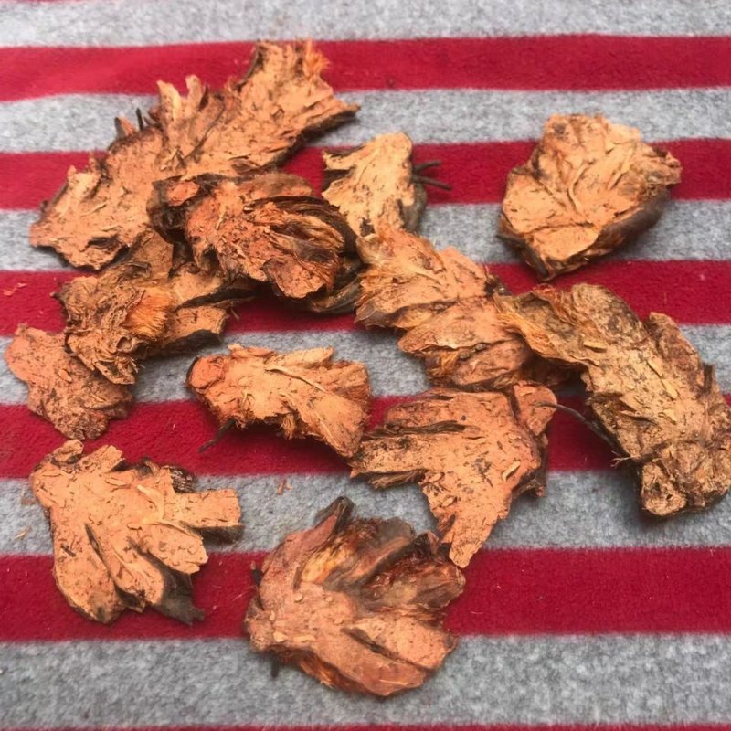 中药材贯众绵马鳞毛蕨贯节贯渠管仲