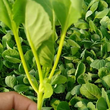 精品有机菜苗一手货源量大从优山东莘县大型苗厂