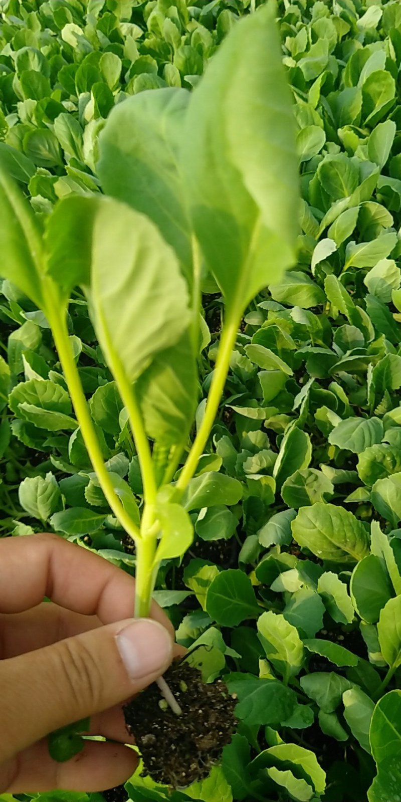 精品有机菜苗一手货源量大从优山东莘县大型苗厂