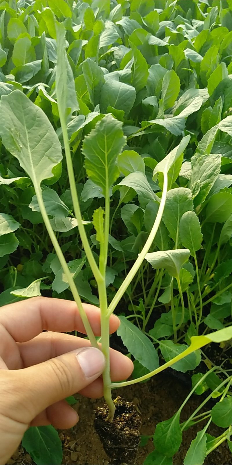 精品有机菜苗一手货源量大从优山东莘县大型苗厂