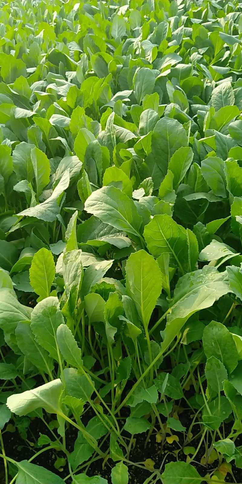 精品有机菜苗一手货源量大从优山东莘县大型苗厂