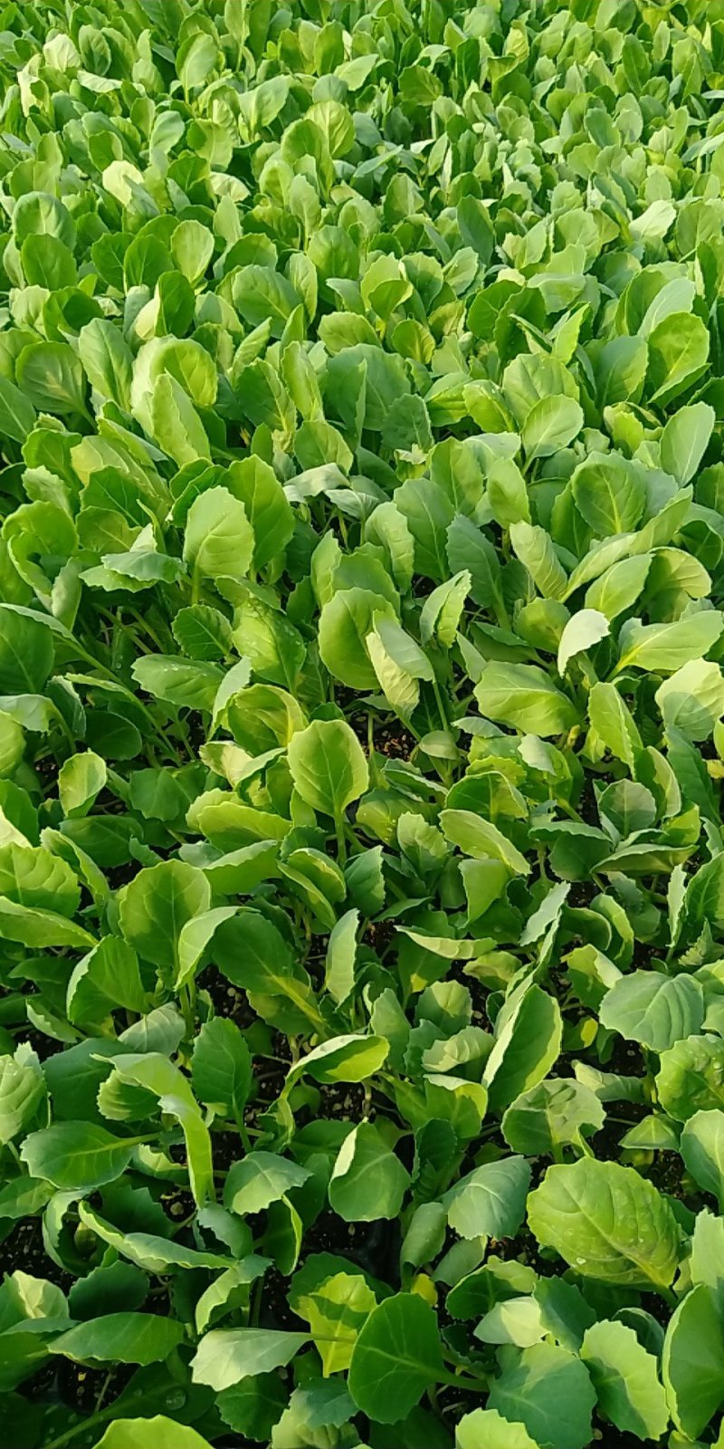 精品有机菜苗一手货源量大从优山东莘县大型苗厂