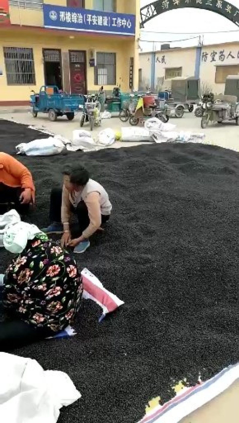 牡丹籽，牡丹种子，精品育苗种子，纯新种子，质量好价格低