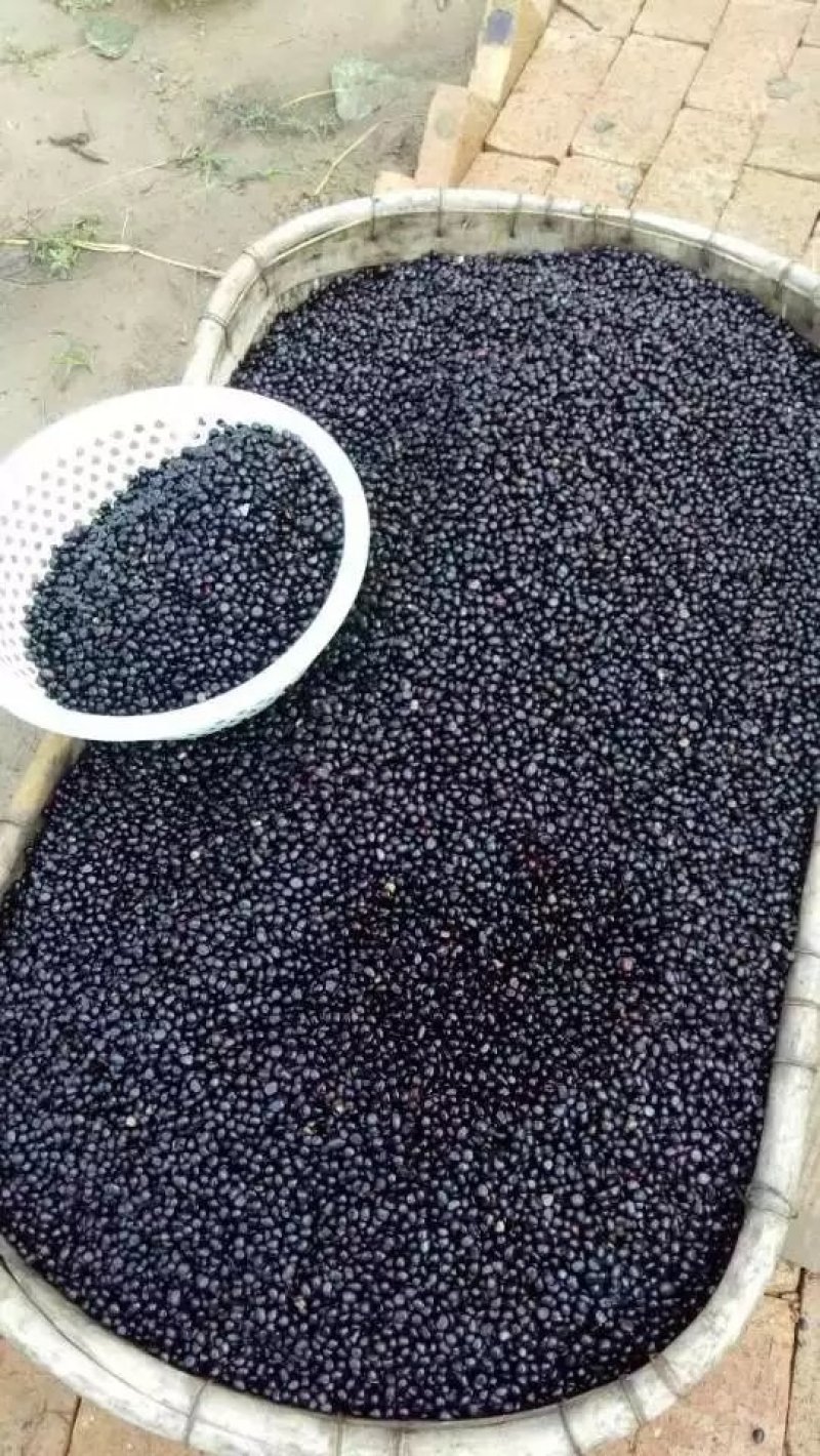 牡丹籽，牡丹种子，精品育苗种子，纯新种子，质量好价格低