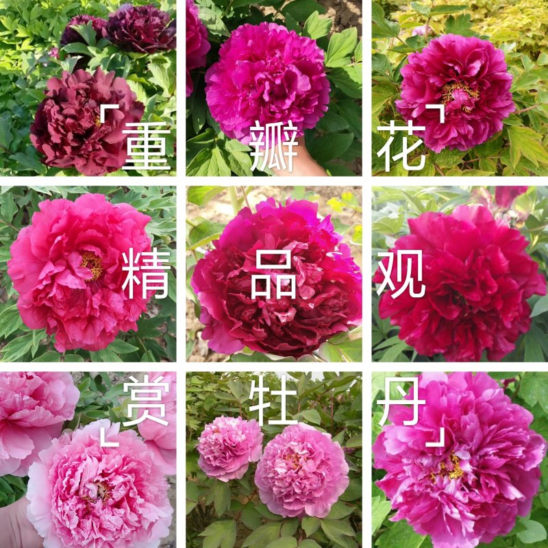 牡丹，观赏牡丹，观赏牡丹苗，观赏牡丹花苗，观赏牡丹种苗