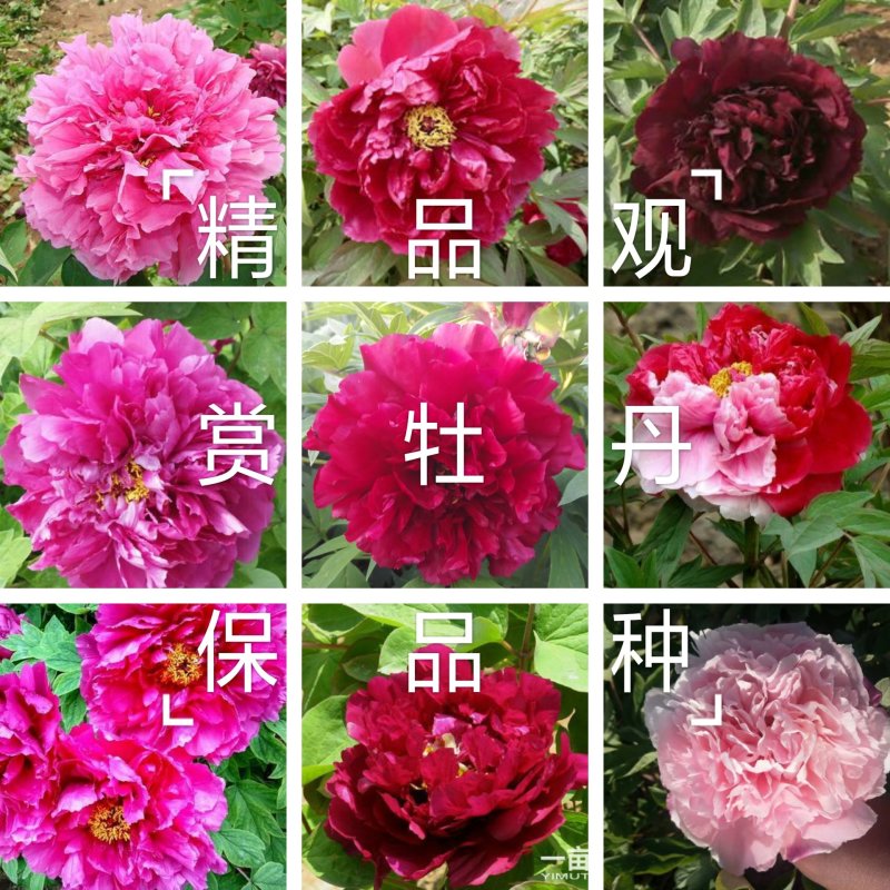 牡丹，精品观赏牡丹，几十个品种，保成活，保证质量，现挖