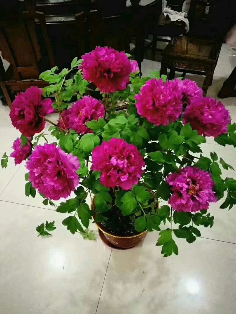 牡丹精品观赏牡丹，多层花，保品种，保成活