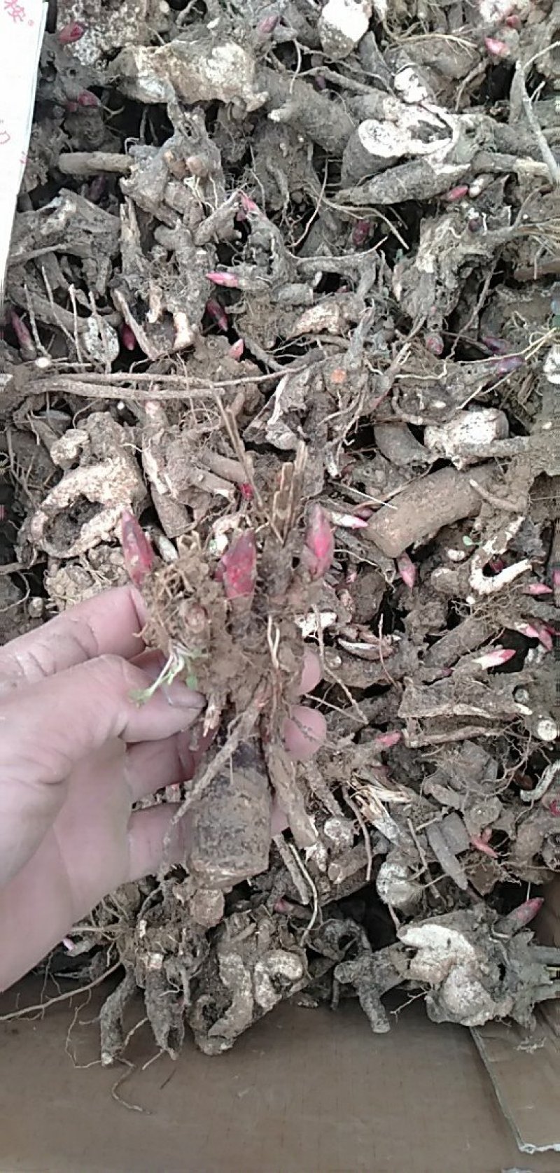 药用芍药分株苗，药用芍药苗，基地直销