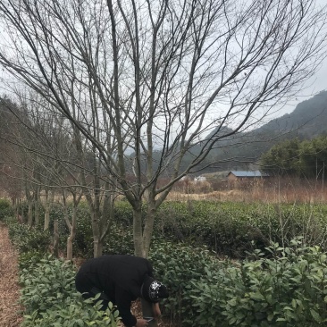 高分枝10至15公分鸡爪槭量大，其它规格也有欢迎咨询。