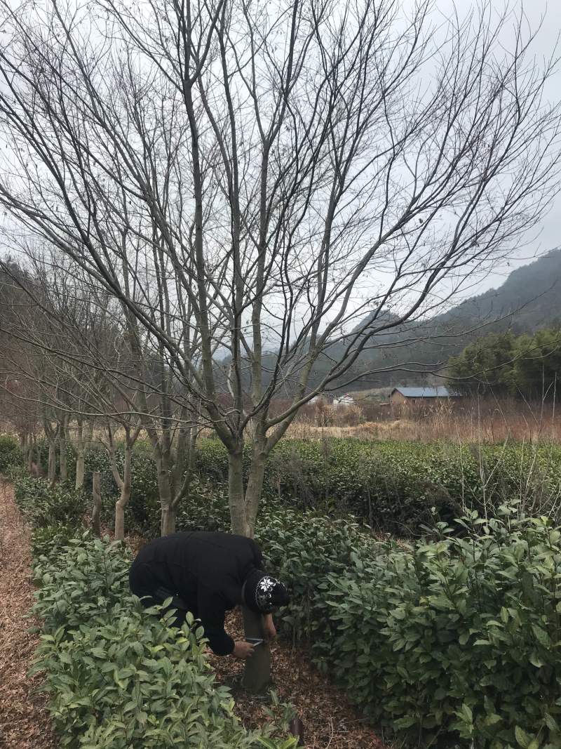 高分枝10至15公分鸡爪槭量大，其它规格也有欢迎咨询。