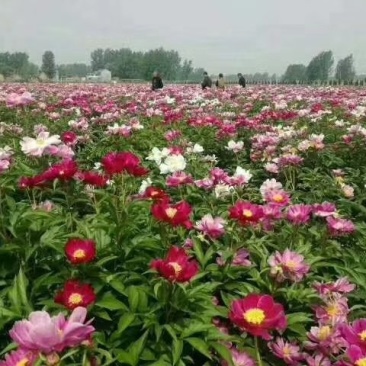 药用芍药分株苗，药用芍药苗，基地直销