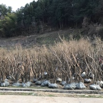 移栽高峰期甩卖移栽2年以上映山红4枝以上