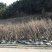 移栽高峰期甩卖移栽2年以上映山红4枝以上