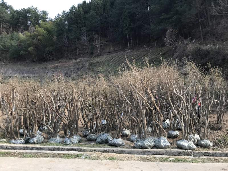移栽高峰期甩卖移栽2年以上映山红4枝以上
