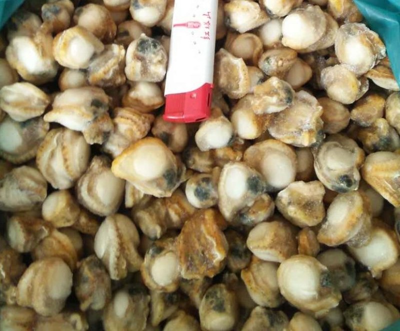 速冻海湾贝全贝，全贝，全贝肉颗粒，海湾贝熟肉