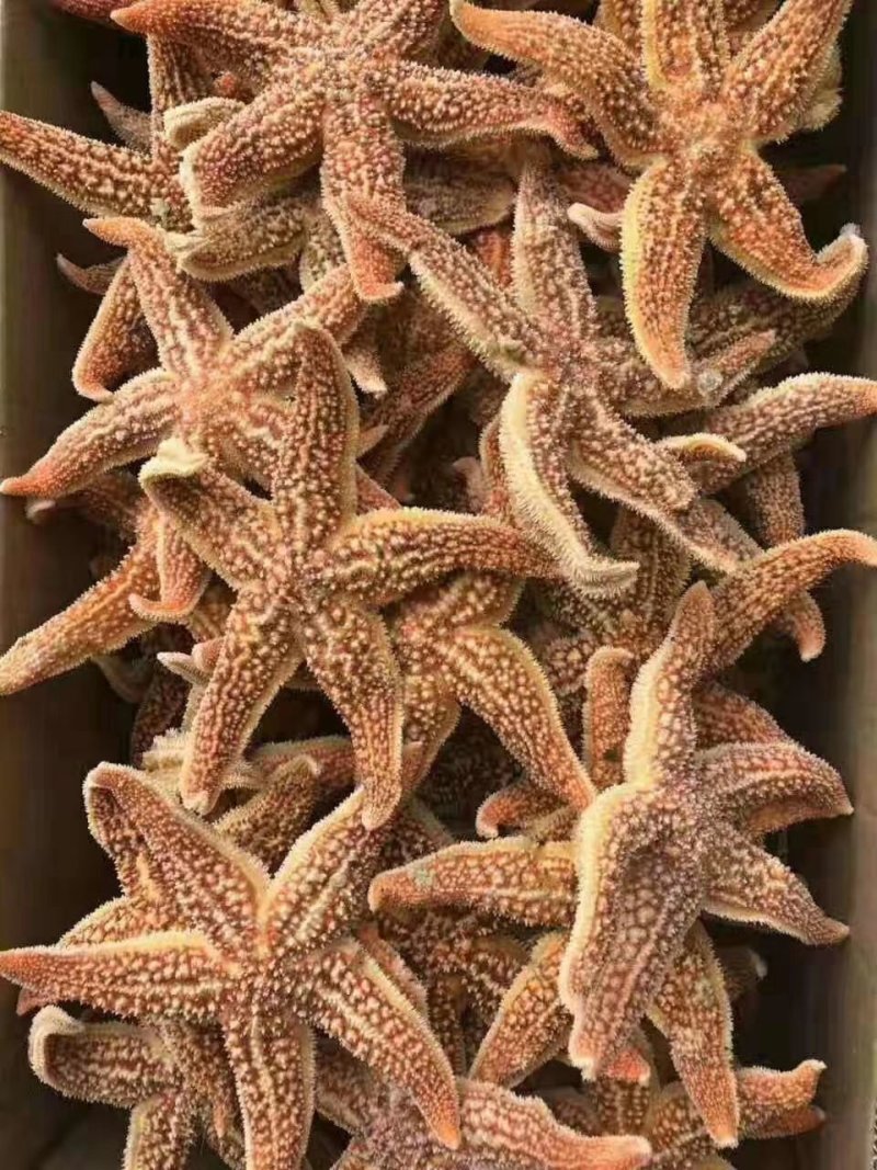 速冻熟海星，海星，海盘车，