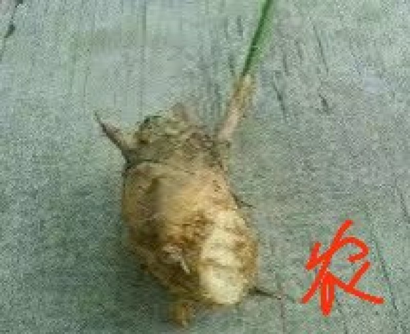 广东省英德市西牛镇麻竹笋，酸笋苗，台湾麻竹笋苗