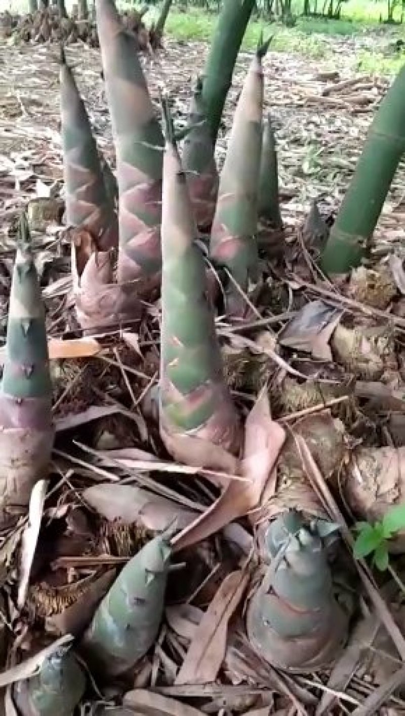 广东省英德市西牛镇麻竹笋，酸笋苗，台湾麻竹笋苗
