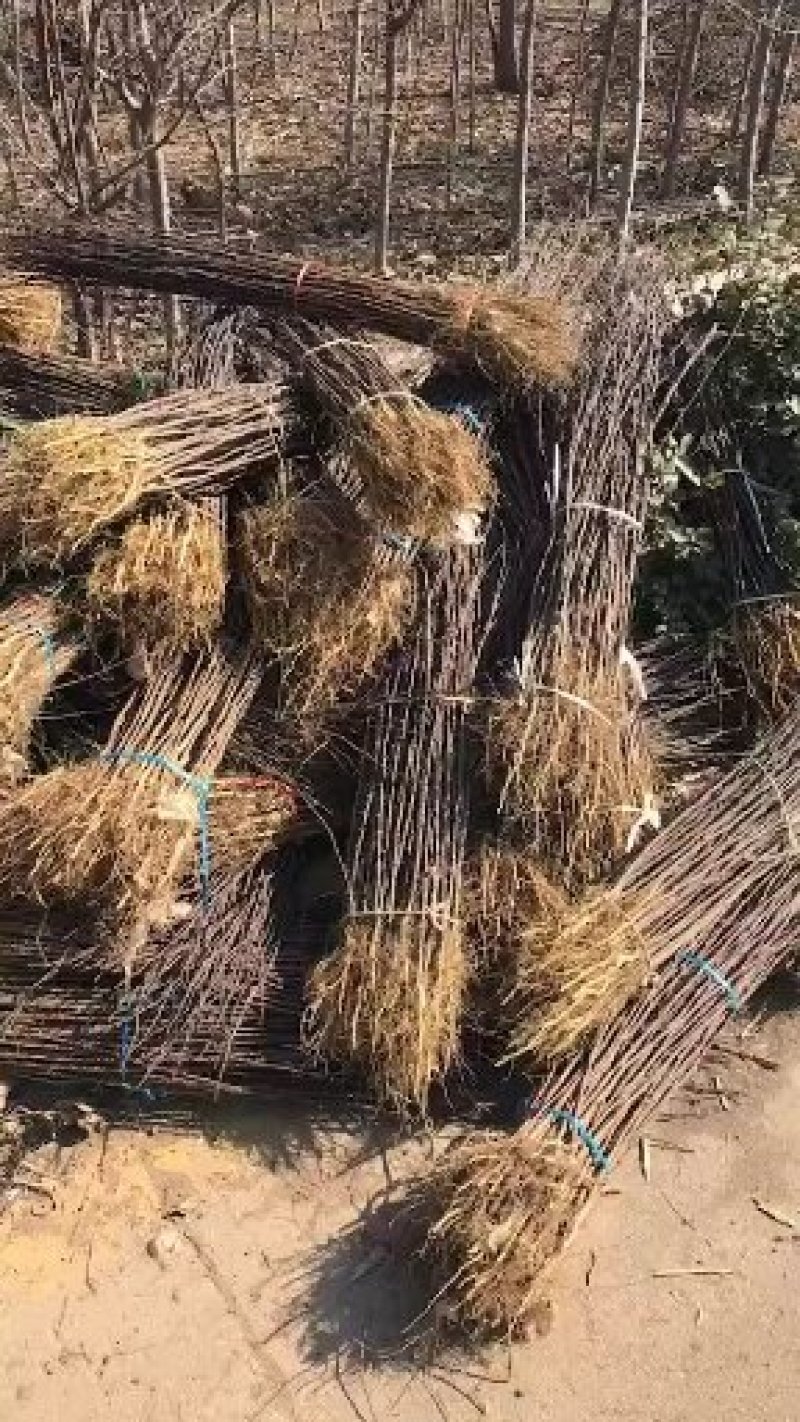 大红袍花椒苗，狮子头，无刺花椒品种纯正，质量保证