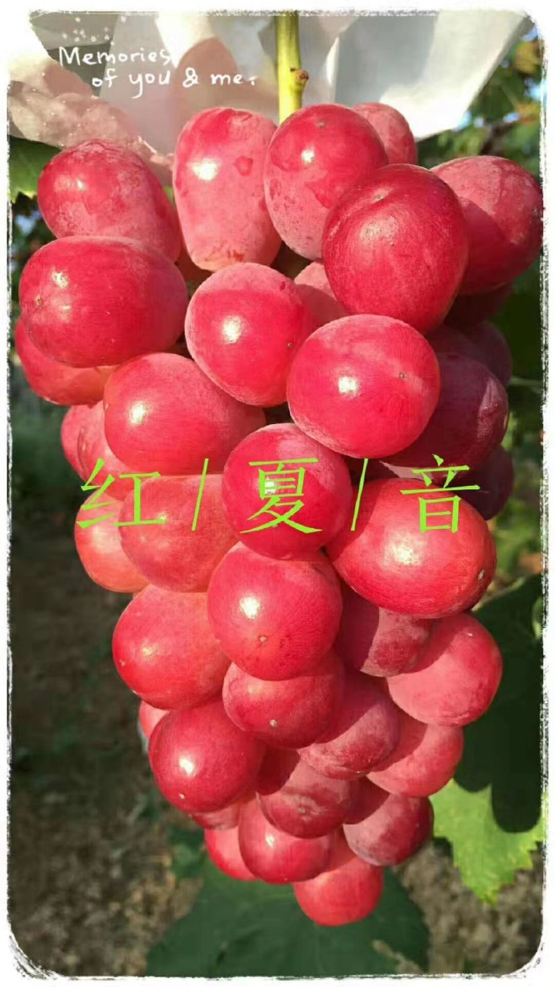 阳光玫瑰，阳光十三，香印青提，红玫瑰富士之辉，葡之梦