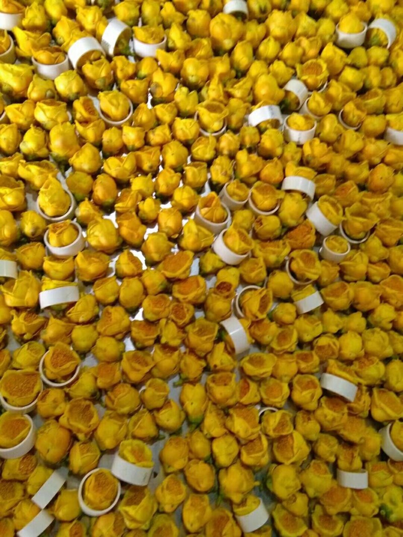 金花茶，自产广西防城港金花茶半野生