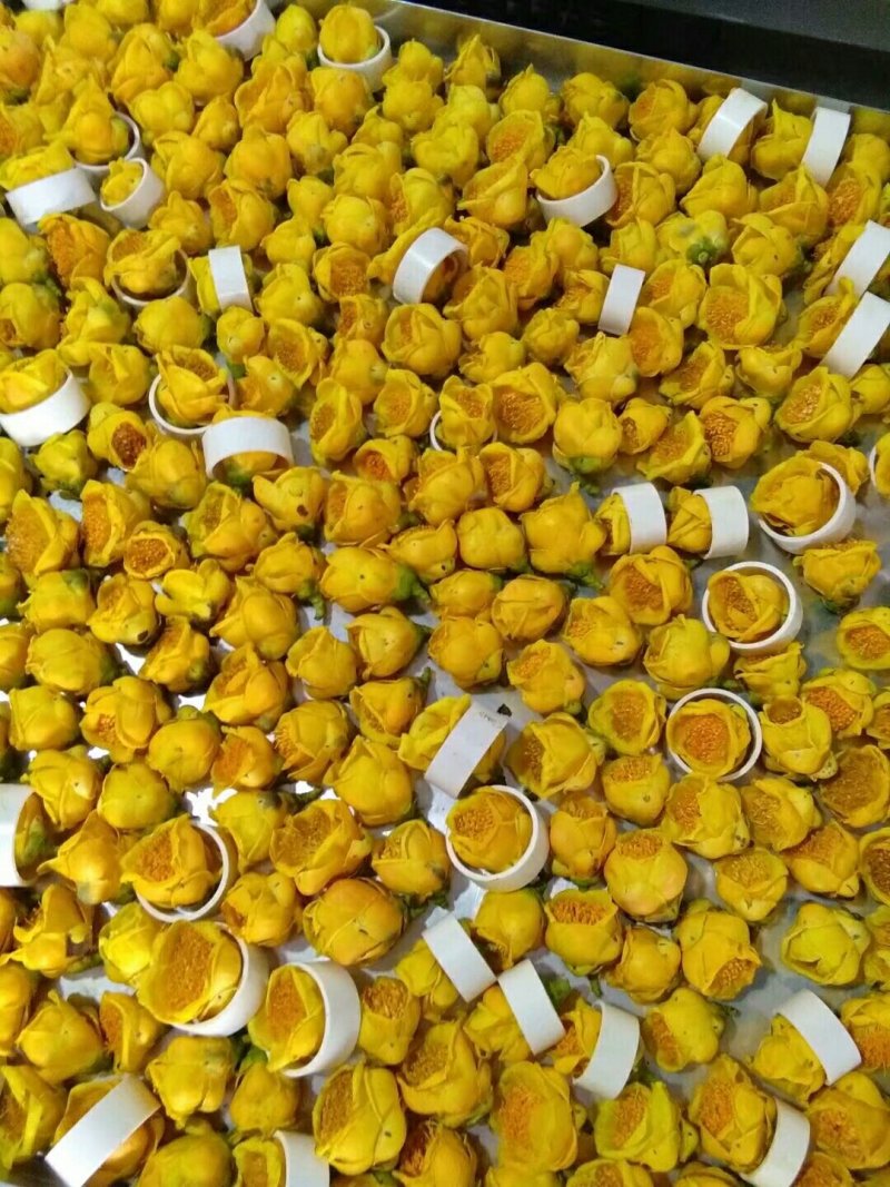 金花茶，自产广西防城港金花茶半野生