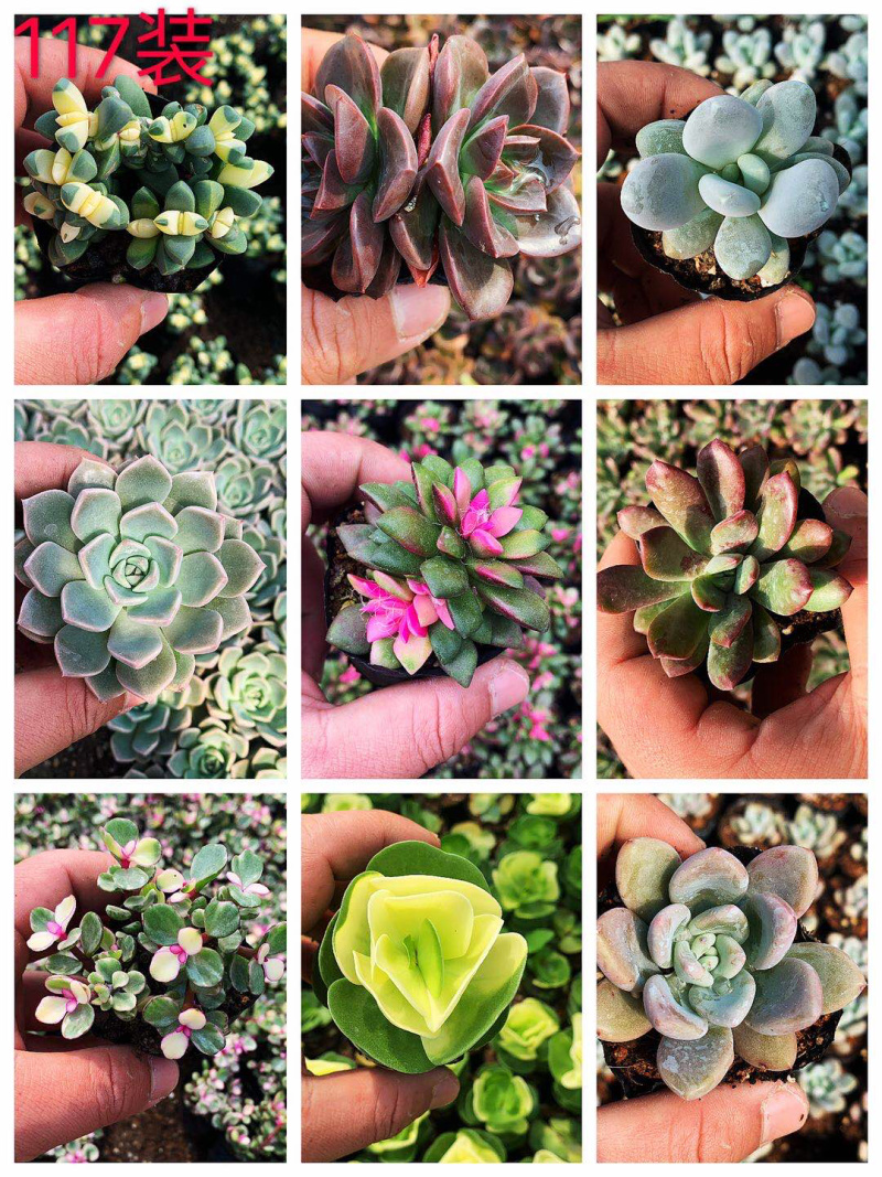 多肉植物，多色多肉，品种很多，大量基地现货，品种自己看