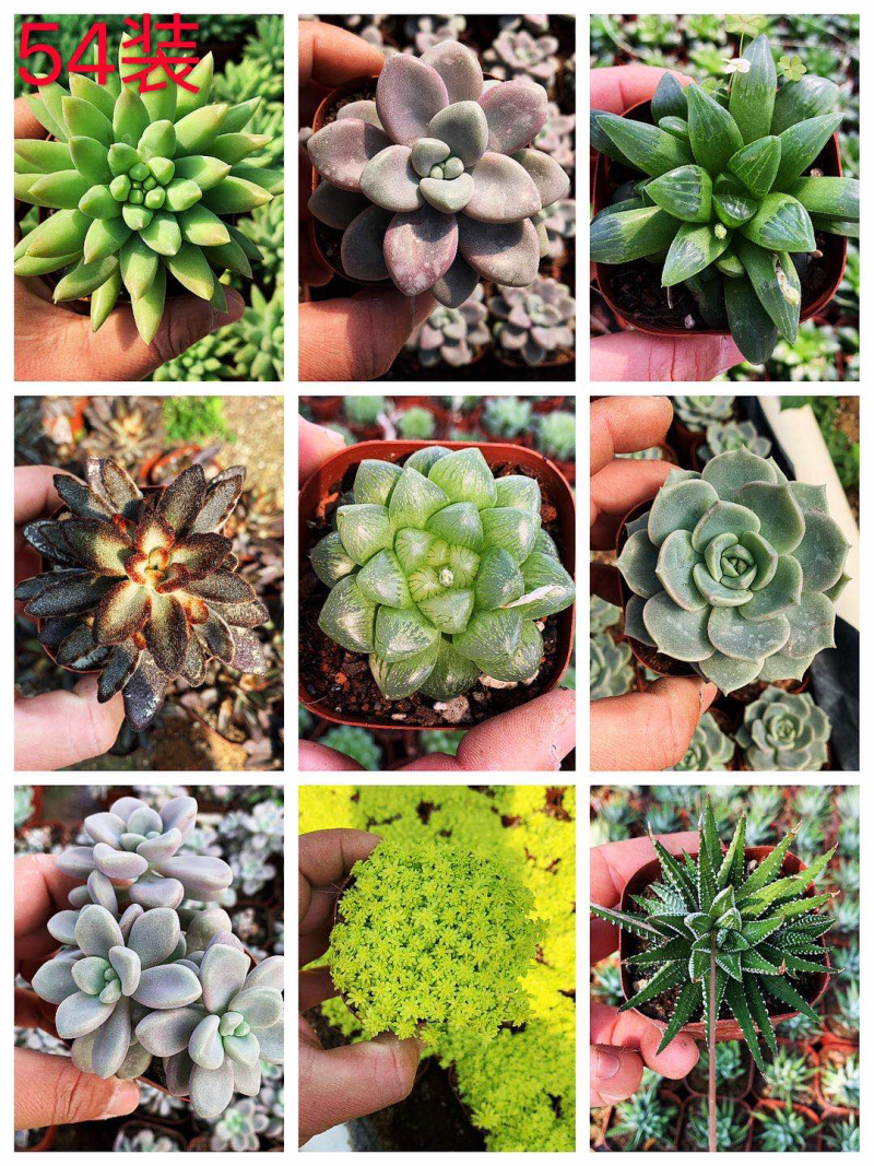 多肉植物，多色多肉，品种很多，大量基地现货，品种自己看