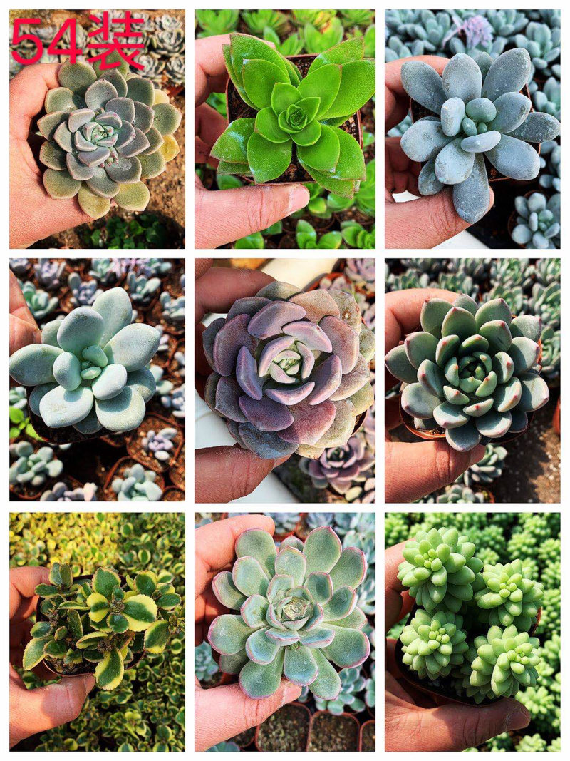 多肉植物，多色多肉，品种很多，大量基地现货，品种自己看