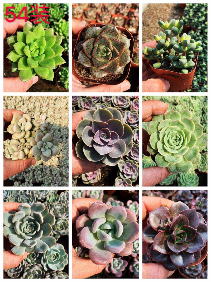 多肉植物，多色多肉，品种很多，大量基地现货，品种自己看