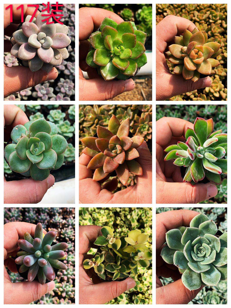 多肉植物，多色多肉，品种很多，大量基地现货，品种自己看
