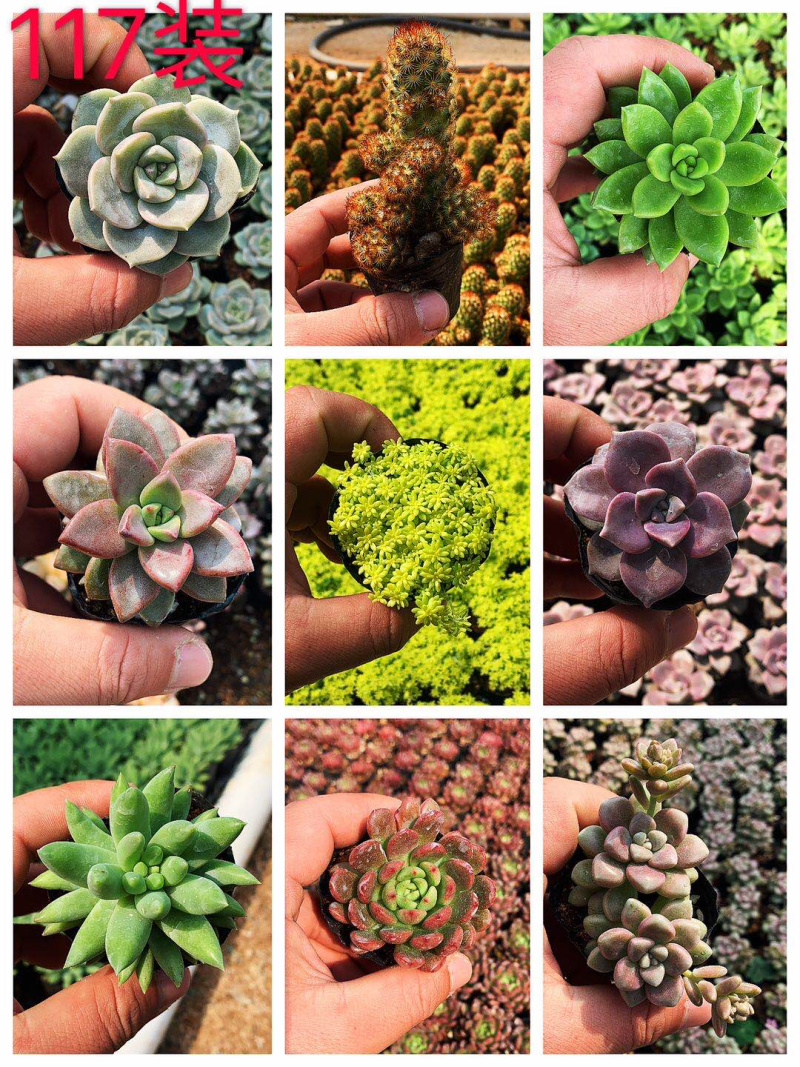 多肉植物，多色多肉，品种很多，大量基地现货，品种自己看