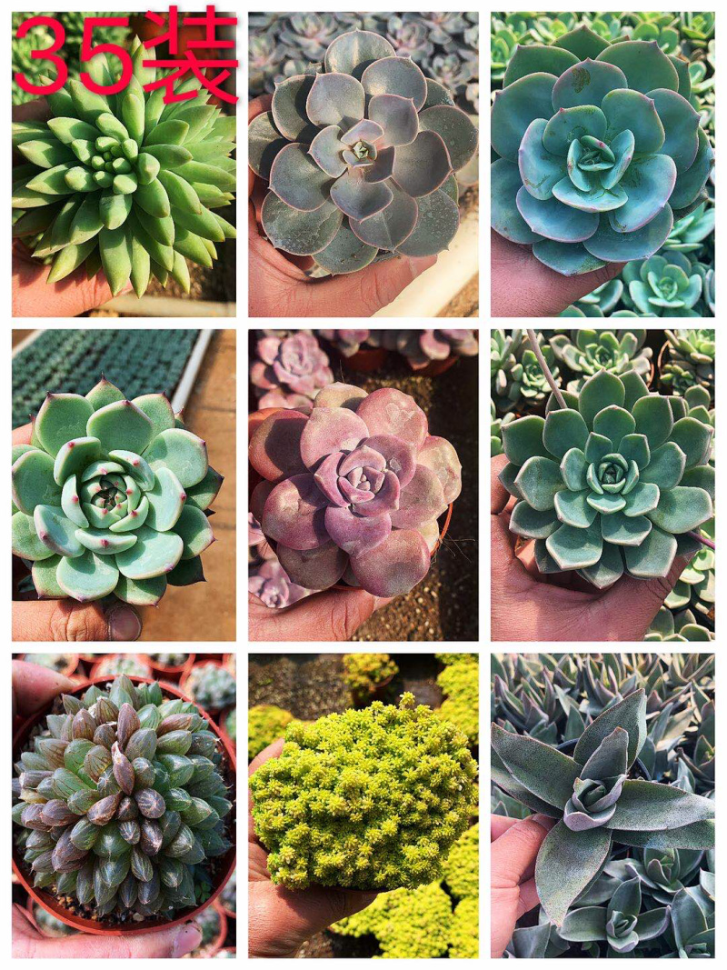多肉植物，多色多肉，品种很多，大量基地现货，品种自己看