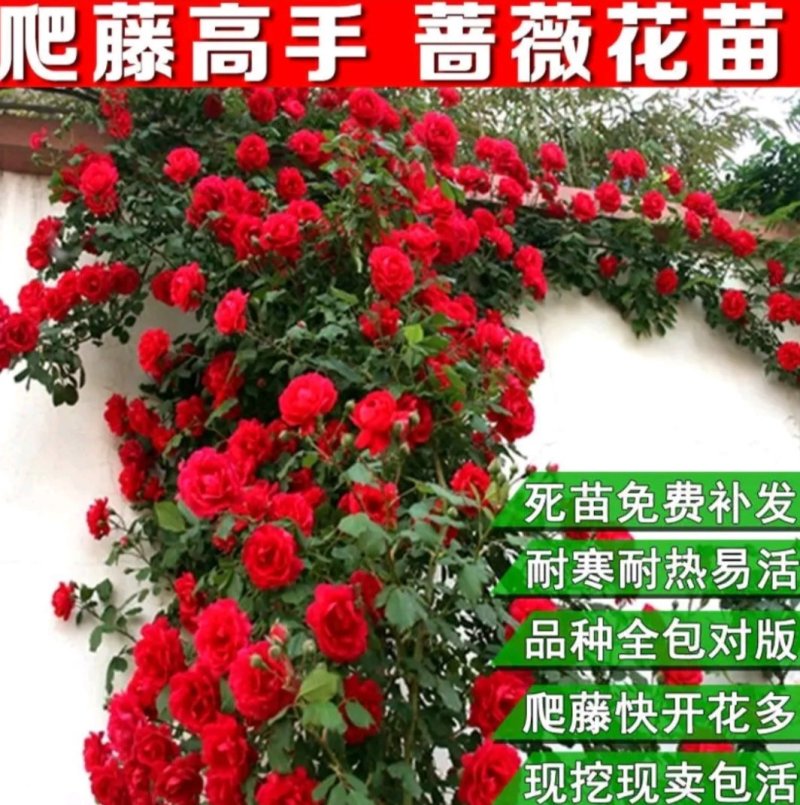 蔷薇花苗四季种植分枝多开爆满花色齐全盆栽地栽均可欢迎订购