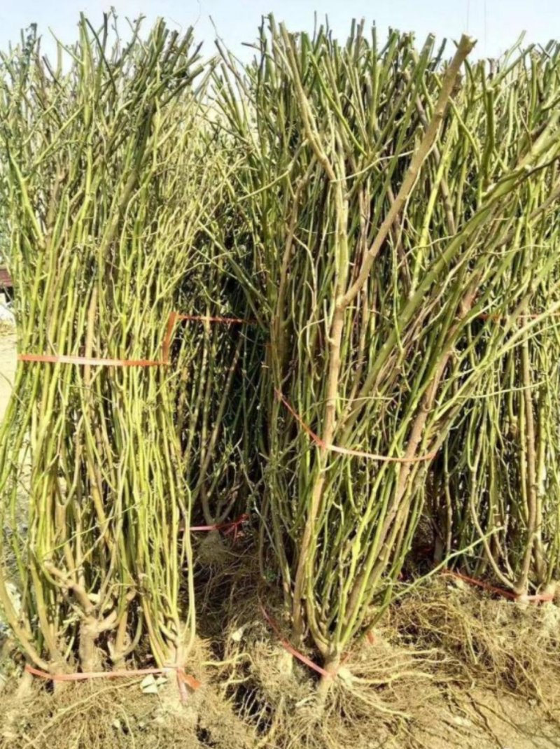 蔷薇花苗四季种植分枝多开爆满花色齐全盆栽地栽均可欢迎订购