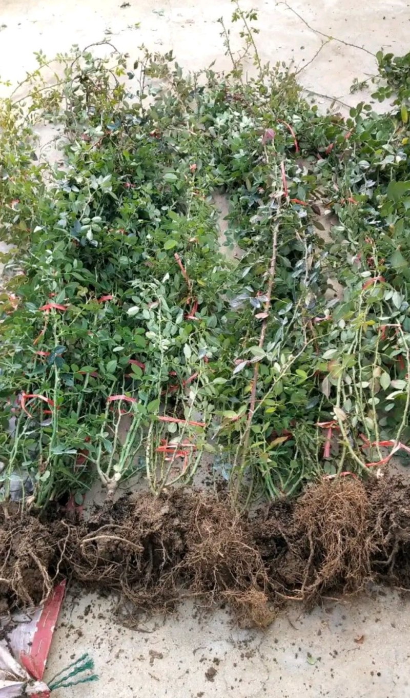 蔷薇花苗四季种植分枝多开爆满花色齐全盆栽地栽均可欢迎订购