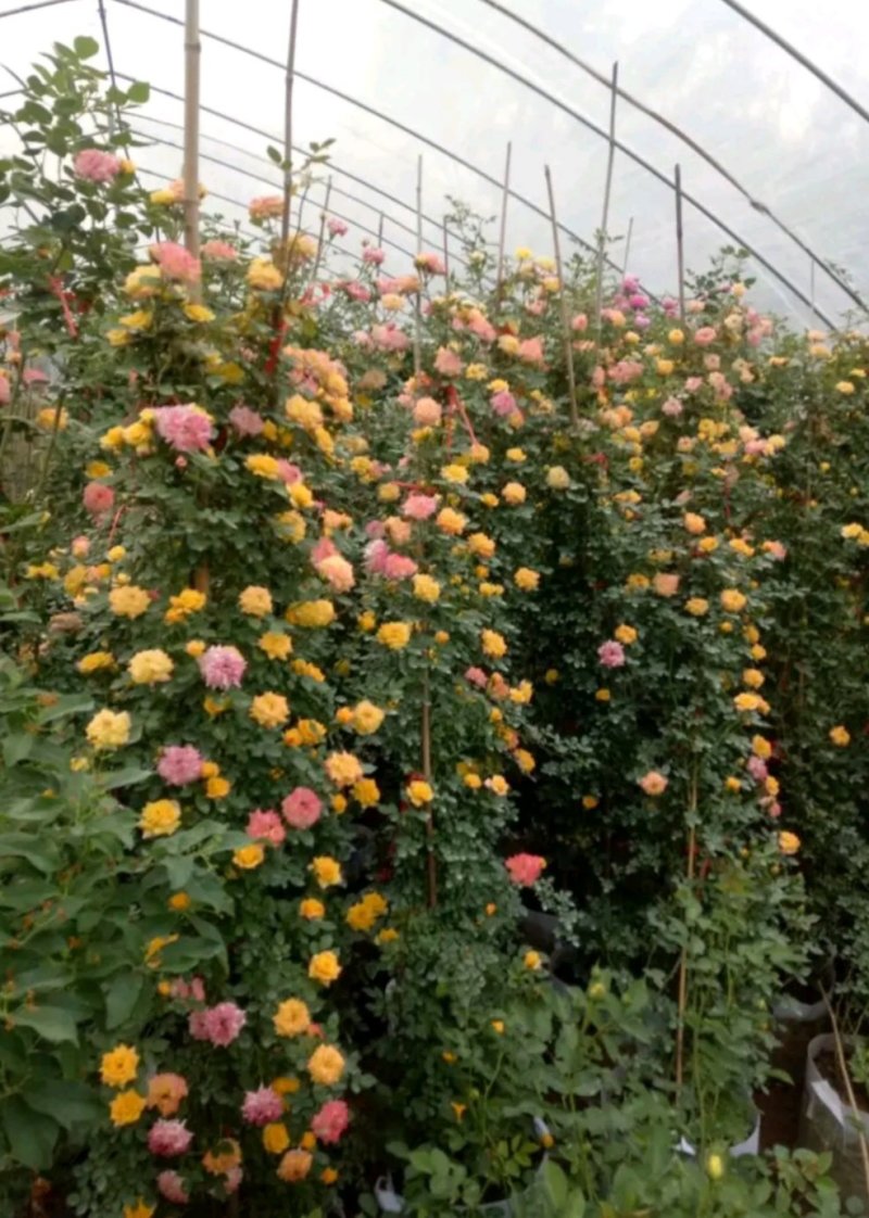 蔷薇花苗四季种植分枝多开爆满花色齐全盆栽地栽均可欢迎订购
