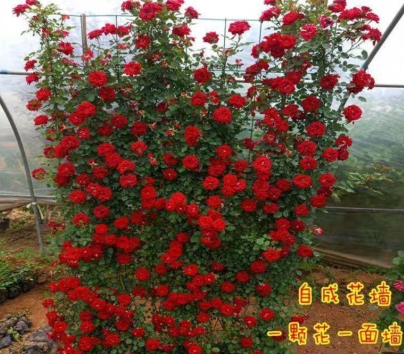 蔷薇花苗四季种植分枝多开爆满花色齐全盆栽地栽均可欢迎订购