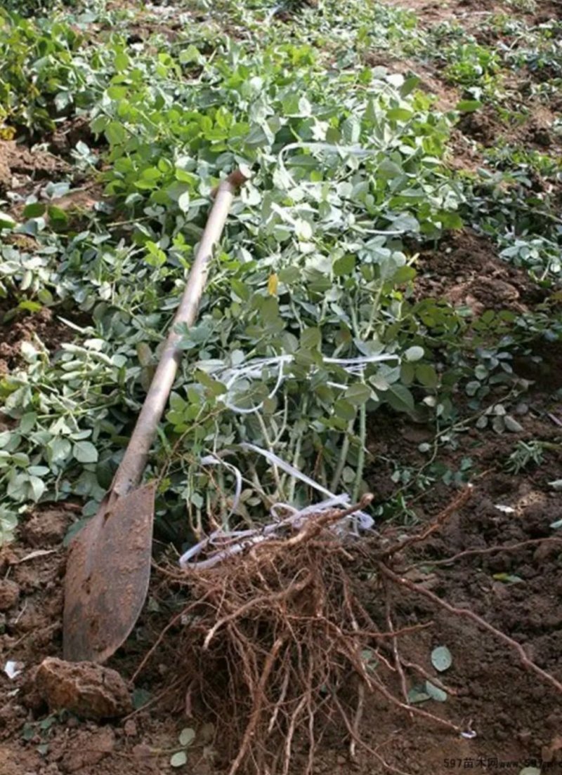 蔷薇花苗四季种植分枝多开爆满花色齐全盆栽地栽均可欢迎订购