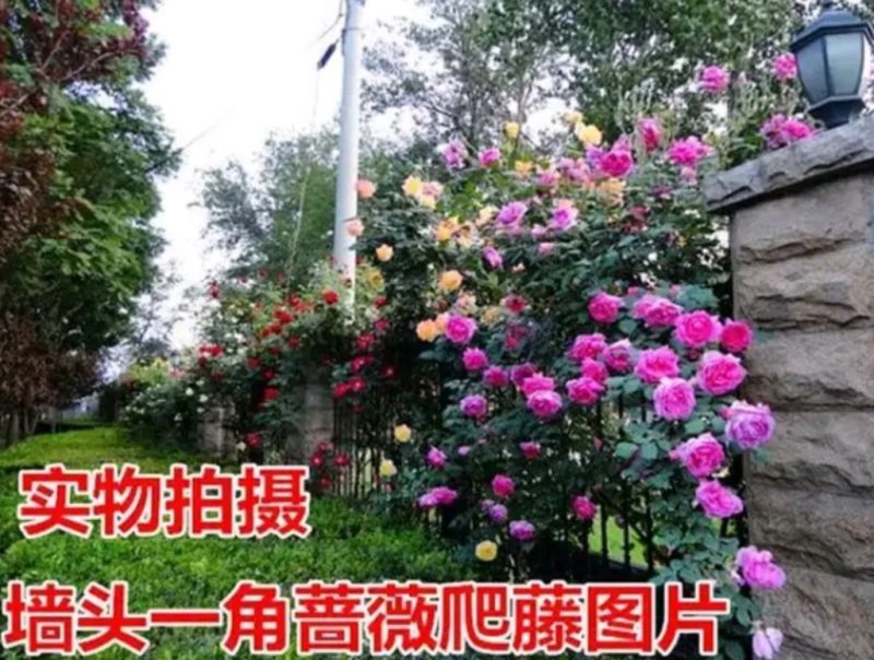 蔷薇花苗四季种植分枝多开爆满花色齐全盆栽地栽均可欢迎订购