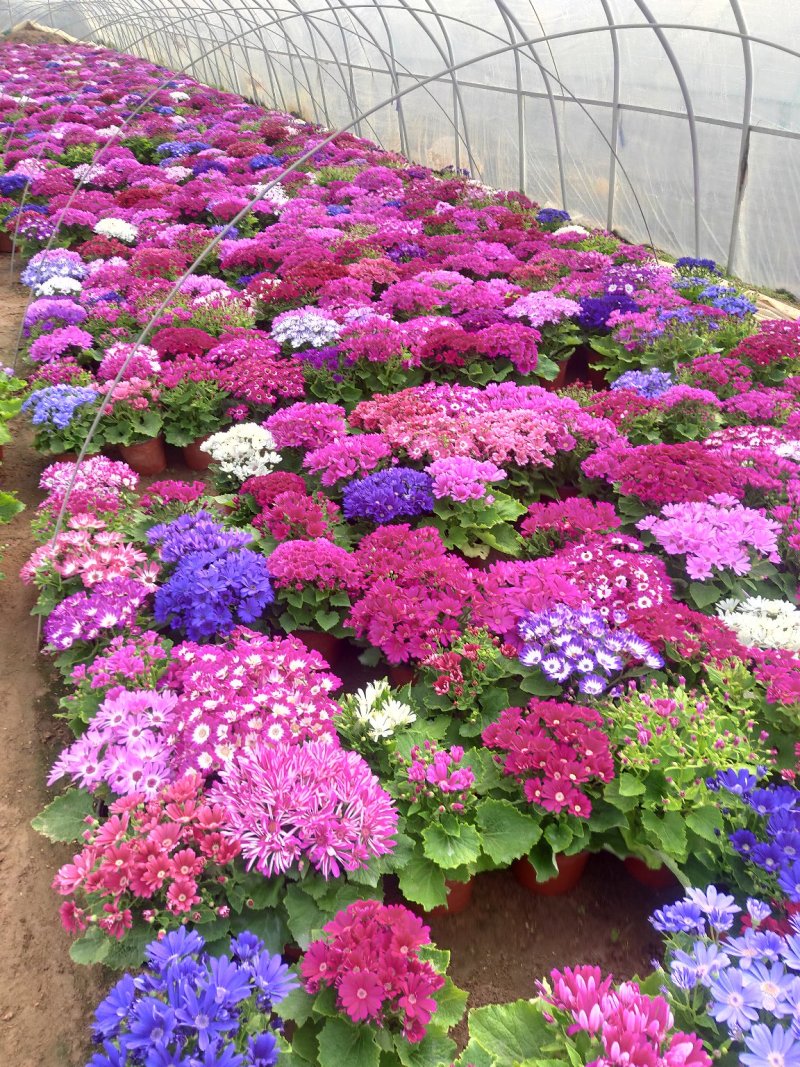 瓜叶菊带花苞原土原盆发货