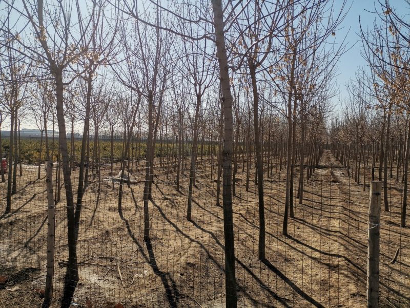 许昌林间空地出租养鸭鸡鹅养等，每亩79元，围墙完好有水池